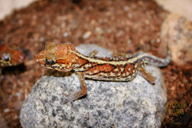 МАДАГАСКАРСКИЙ ЗЕМЛЯНОЙ ГЕККОН (PAROEDURA PICTA)