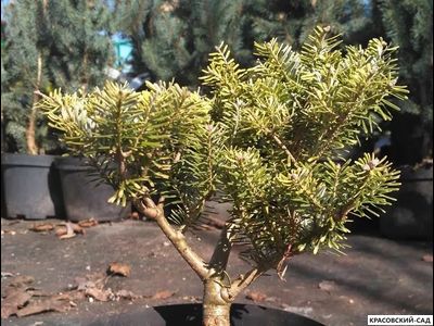 Пихта Хаутмайер - Houtmeyer