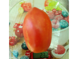 Томат Подсинское чудо