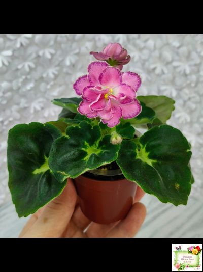 АВ-Фаберже (Фиалковод) 2022 г.