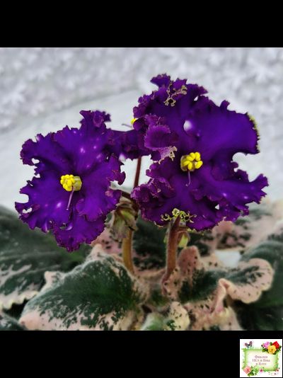 МТ-Моя Вселенная (М. Тотиева) 2023 г.