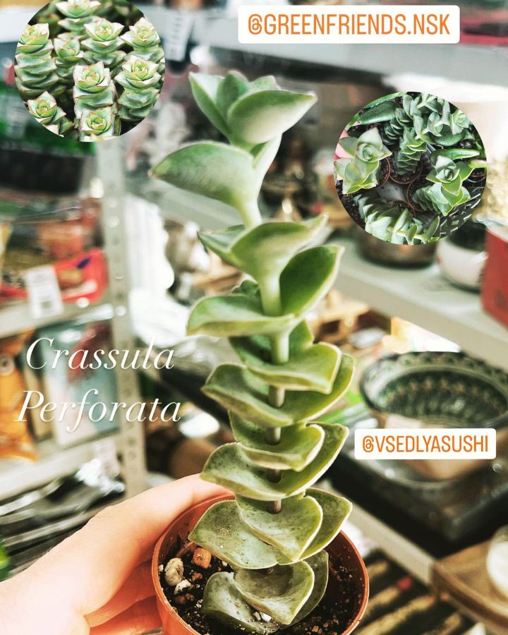 Крассула Перфората Crassula Perforata