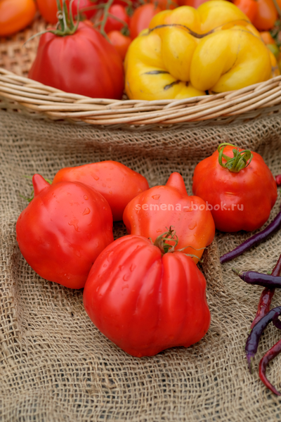 Томат Скифея (Скифская Фея), 10 шт