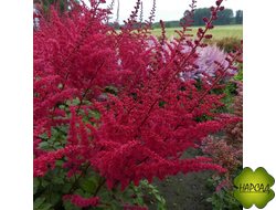 АСТИЛЬБА КИТАЙСКАЯ "СКАЙ СКРЕПЕР" 1М ВЫС.