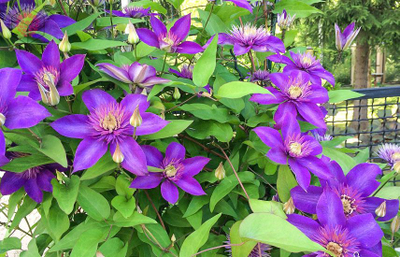 Набор молдов, вайнеров и каттеров "Клематис "