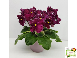 ЛЕ-Шелковые Кружева (Е. Лебецкая) 2017 г.