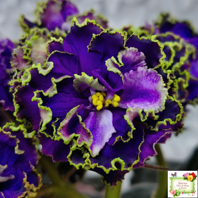 РС-Дремучий Лес (С. Репкина) 2019 г.