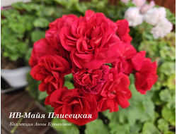 Пеларгония ИВ-Майя Плисецкая