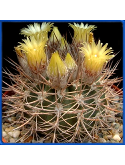Pyrrhocactus bulbocalyx HNS 345