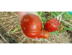 Томат Лавандовое озеро (Lavender Lake)