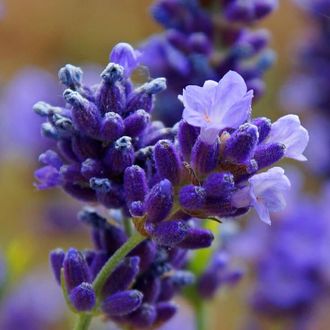 Гидролат Лаванда горная Lavandula angustifolia Vera (цветущие побеги) 250 мл