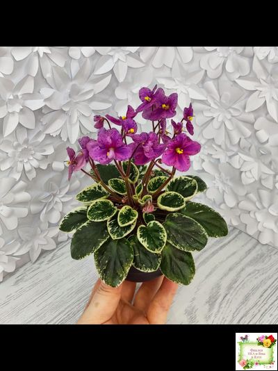 Mac's Coral Clackamas (G.McDonald)