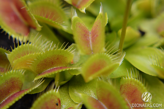 Dionaea muscipula Miniature Flower Giant