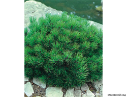 Сосна горная Гном Финдлинг - Gnom Findling