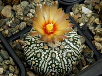 Astrophytum Miracle Kabuto White - 5 семян