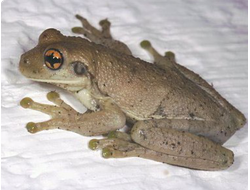 Жабовидная квакша пузырчатая (Phrynohyas venulosa)