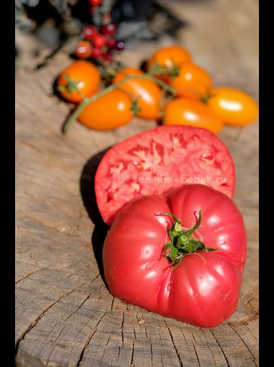 Томат Света из Италии, 10 шт