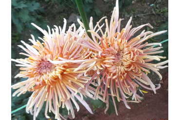 ENZETT DIANA ROSA.
Интродукция НБС-ННЦ