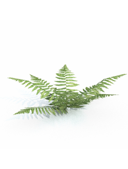 папоротники Папоротник 2