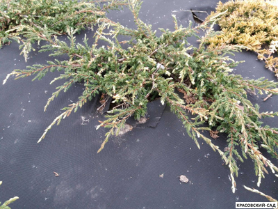 Можжевельник обыкновенный Спотти Спайдер