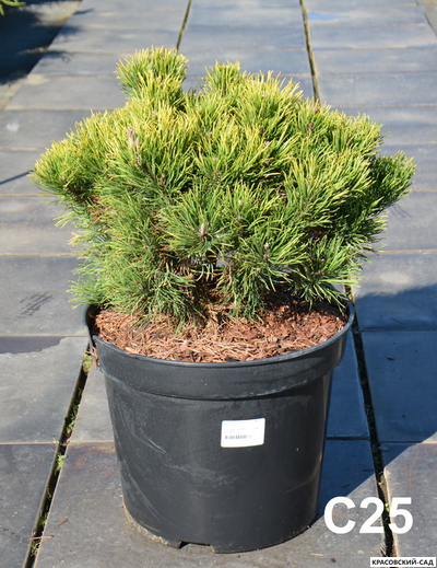 Сосна горная Карстенс Винтерголд - Carsten`s Wintergold