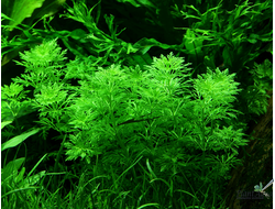 Лимнофила сидячецветковая (меристемная) Шри-Ланка