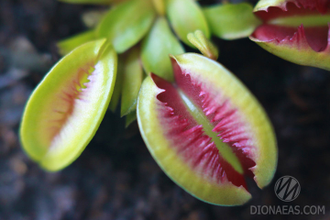 Dionaea muscipula Fuzzy tooth