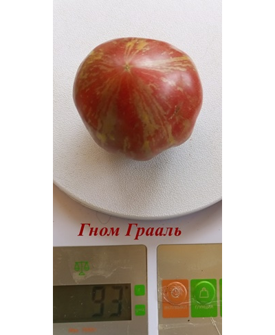 Томат Гном Грааль (Dwarf Grail)