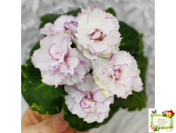 ВаТ-Соло Анфисы (Т. Валькова) 2021 г.