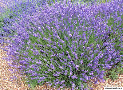 Лаванда узколистная - Angustifolia