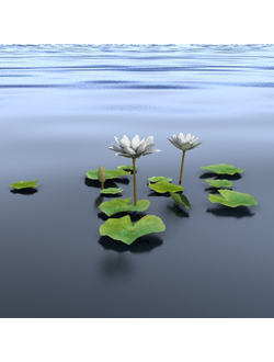 водные Кувшинка PurpleWhite 1