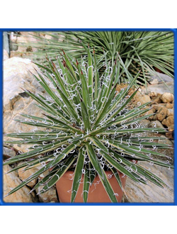 Agave 'Leopoldii'