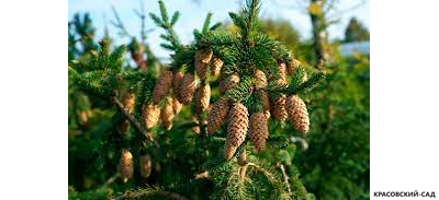 Ель обыкновенная Акрокона - Фото 3 - красовский-сад.рф