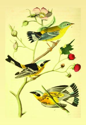 Птицы Америки