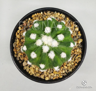 Echinopsis Subdenudata