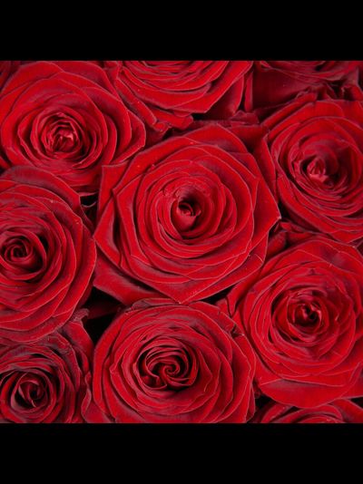 51 красная роза