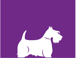 Сухой корм для щенков и миниатюрных собак