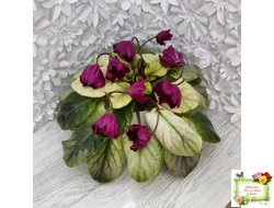 ЕК-Лампа Желаний (Е. Коршунова) 2021 г. (лист посажен 12.10.25)