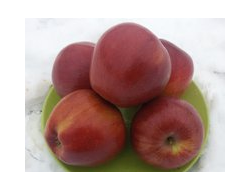 Память Сюбаровой (яблоня)