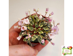 Precious Pixie (S.Sorano) (3 листа с детками в 1 стаканчике)