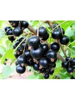 Смородина черная Бинар (память Павловой)