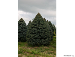 Топиар Ель колючая Глаука в форме конуса - Glauca