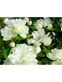 Чубушник "Лунный свет", С2, 10-20