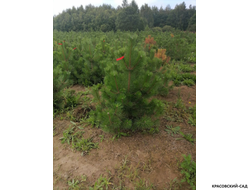 Сосна крымская черная Pínus Pallasiana - фотография саженца - красовский-сад.рф