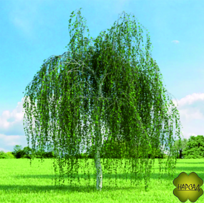 Береза обыкновенная (бородавчатая, повислая, саженец 2 м)