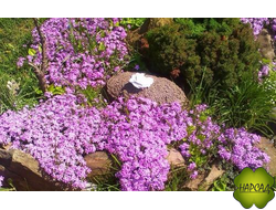 ГИПСОФИЛА ПОЧВОПОКРОВНАЯ РОЗОВАЯ