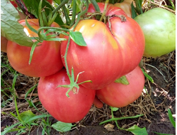 Бычье сердце раннеспелое от Умриловой