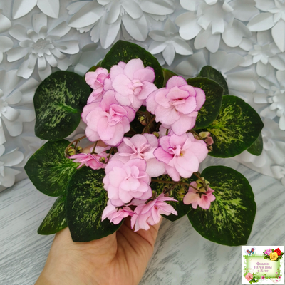 Lilian Sparkler (E.Champion) (мозаичник)