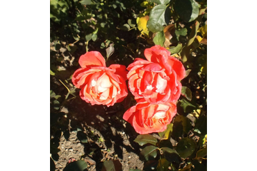 Огни Ялты (флорибунда). Селекция НБС