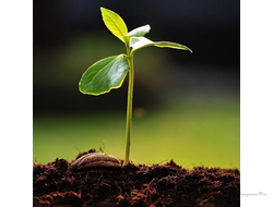 Органические удобрения